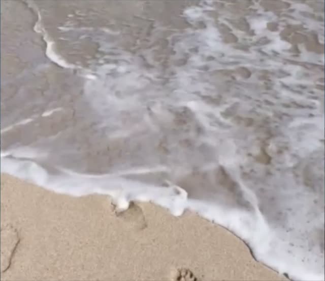 Made in Hawaii (Zoom)